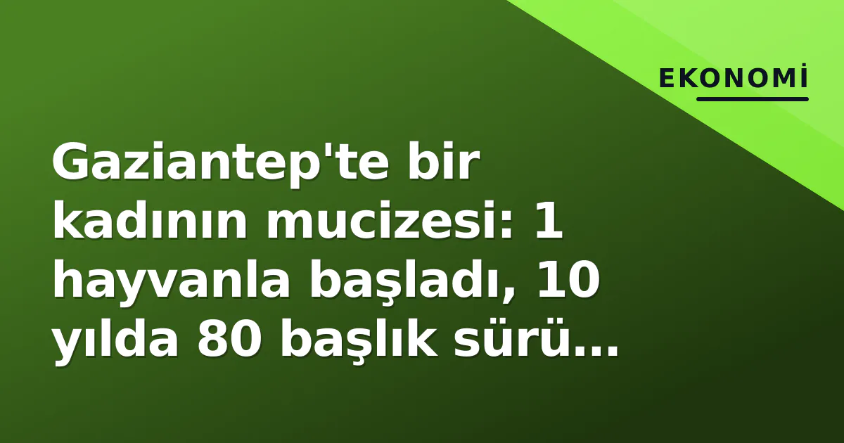 Gaziantep'te bir kadının mucizesi: 1 hayvanla başladı, 10 yılda 80 başlık sürü kurdu Gaziantep'te bir kadının mucizesi: 1 hayvanla başladı, 10 yılda 80 başlık sürü kurdu