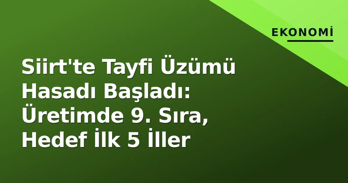 Siirt'te Tayfi Üzümü Hasadı Başladı: Üretimde 9. Sıra, Hedef İlk 5 İller