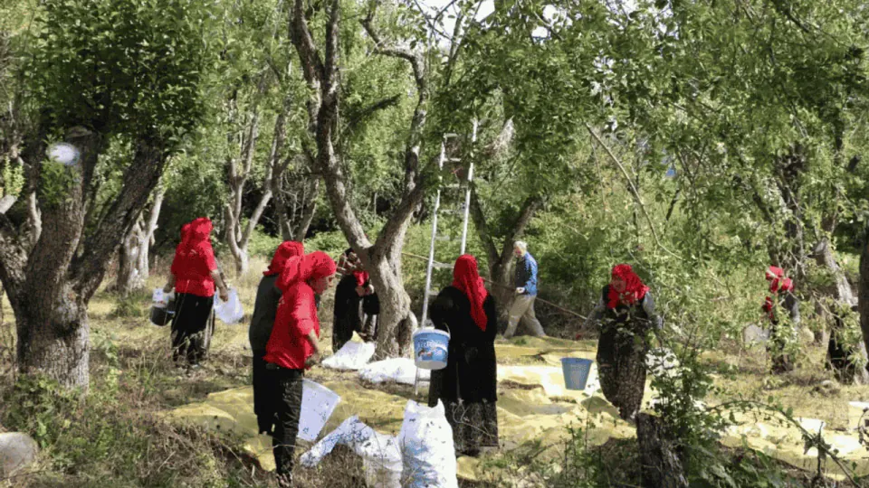 Bolu'da orman meyveleri organik sertifikalı toplanarak ekonomiye kazandırıldı görseli
