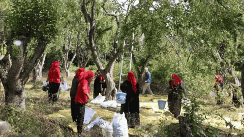 Bolu'da orman meyveleri organik sertifikalı toplanarak ekonomiye kazandırıldı