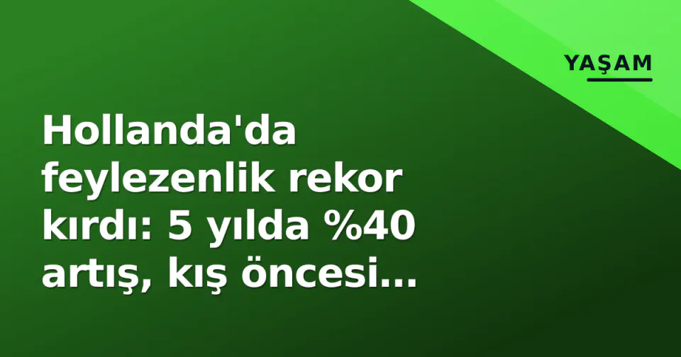 Hollanda'da feylezenlik rekor kırdı: 5 yılda %40 artış, kış öncesi 'acil barınak' uyarısı görseli