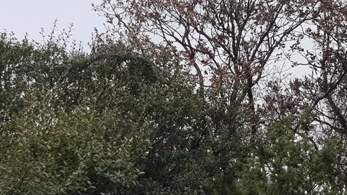Hazer Yılanı Zehirli mi? Dev Yılan Hakkında Bilinmesi Gerekenler Hazer Yılanı Zehirli mi? Dev Yılan Hakkında Bilinmesi Gerekenler