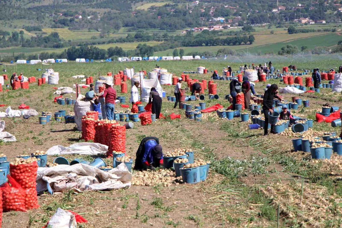 Amasya'da soğan hasadı başladı: Tarladaki güncel fiyatlar belli oldu Amasya'da soğan hasadı başladı: Tarladaki güncel fiyatlar belli oldu