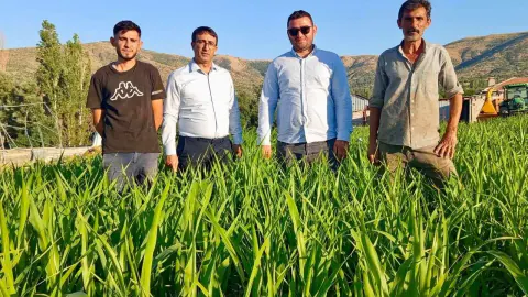 Kırşehir'de Hayvancılıkta Yeni Dönem: Sorgum Sudan Otu Yem Maliyetini Düşürüyor