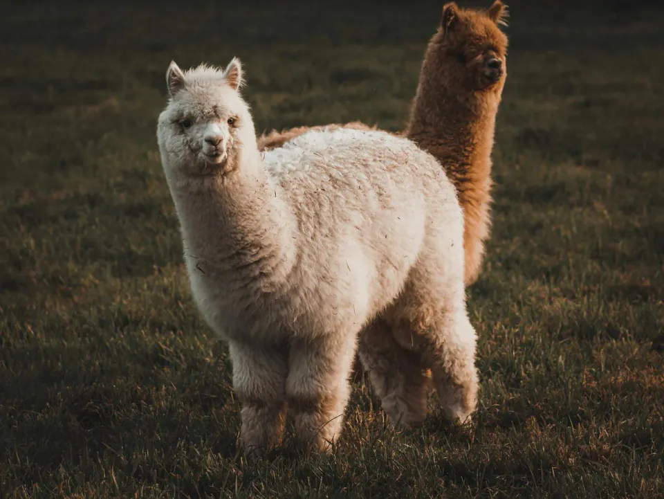 Alpaca, Tokenize Edilmiş Hisse Senedi Altyapısı İçin 135 Milyon Dolar Yatırım Aldı görseli