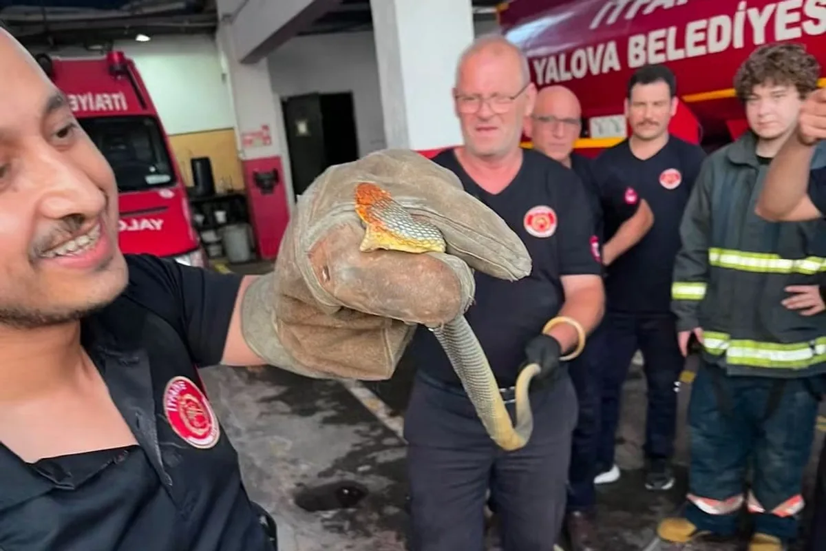 Yalova'da Feribottan İnen Araçta Yılan Paniği: İtfaiye Müdahale Etti Yalova'da Feribottan İnen Araçta Yılan Paniği: İtfaiye Müdahale Etti