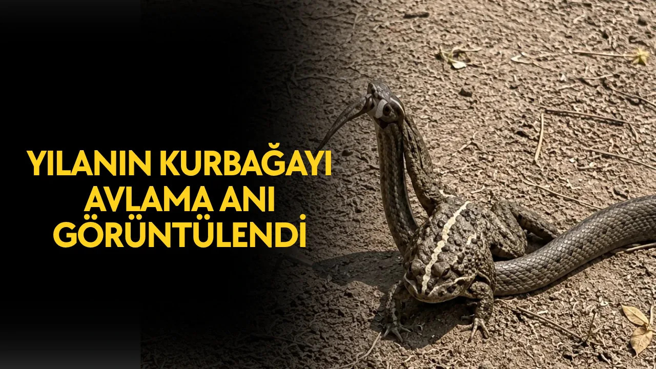 Akçakoca'da Doğanın Kanunu: Yılan ve Kurbağanın Mücadelesi Kamerada Akçakoca'da Doğanın Kanunu: Yılan ve Kurbağanın Mücadelesi Kamerada
