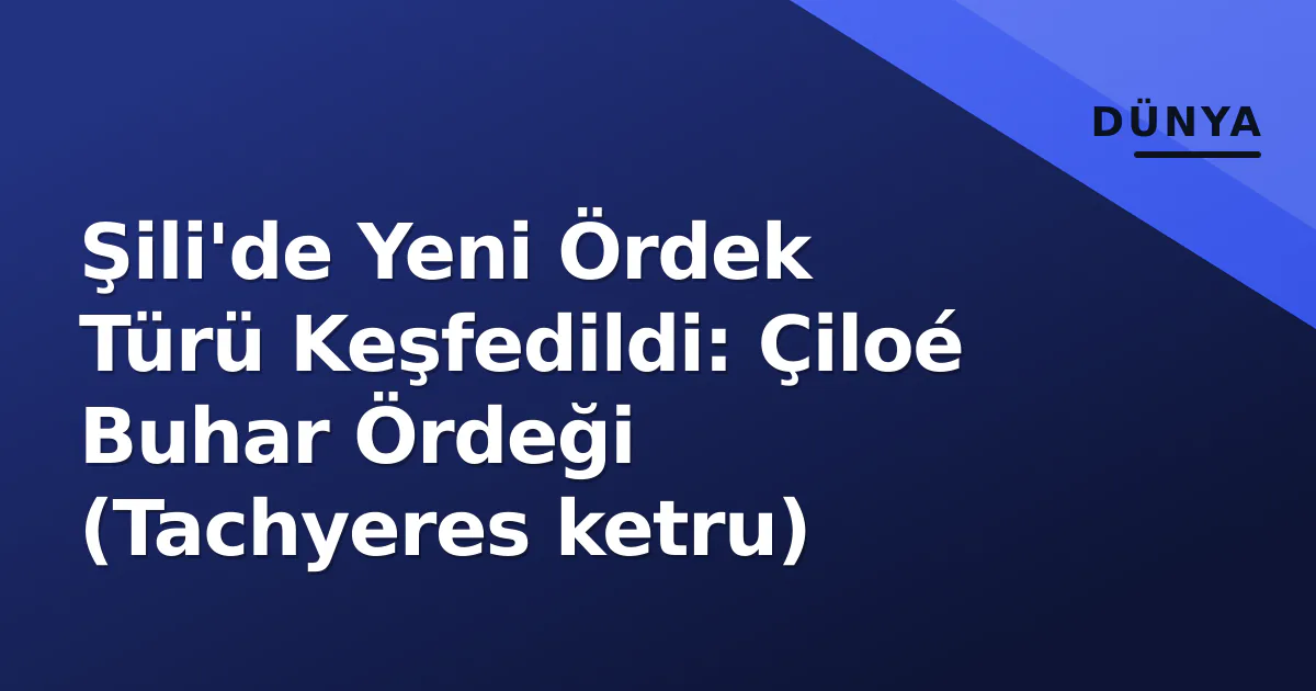 Şili'de Yeni Ördek Türü Keşfedildi: Çiloé Buhar Ördeği (Tachyeres ketru) Şili'de Yeni Ördek Türü Keşfedildi: Çiloé Buhar Ördeği (Tachyeres ketru)