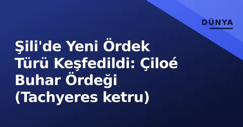 Şili'de Yeni Ördek Türü Keşfedildi: Çiloé Buhar Ördeği (Tachyeres ketru)