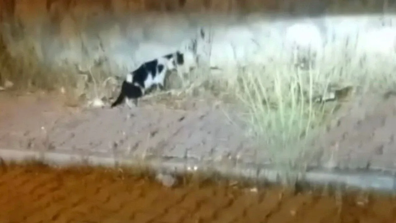 Elazığ'da Kedi ve Yılan Arasındaki Mücadele Görüntülendi Elazığ'da Kedi ve Yılan Arasındaki Mücadele Görüntülendi