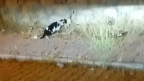 Elazığ'da Kedi ve Yılan Arasındaki Mücadele Görüntülendi