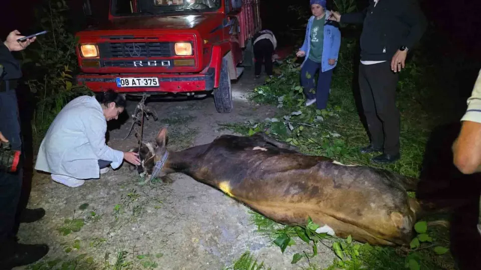 Artvin'de Nefes Kesen Kurtarma: 40 Metrelik Uçuruma Düşen İnek Tahliye Edildi görseli