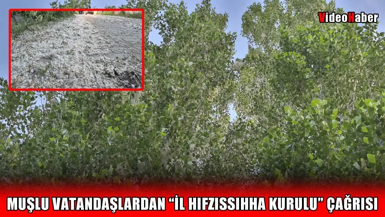 Muş'ta Kavak Polenleri Alarm Veriyor: Nefes Almak Zorlaştı Muş'ta Kavak Polenleri Alarm Veriyor: Nefes Almak Zorlaştı