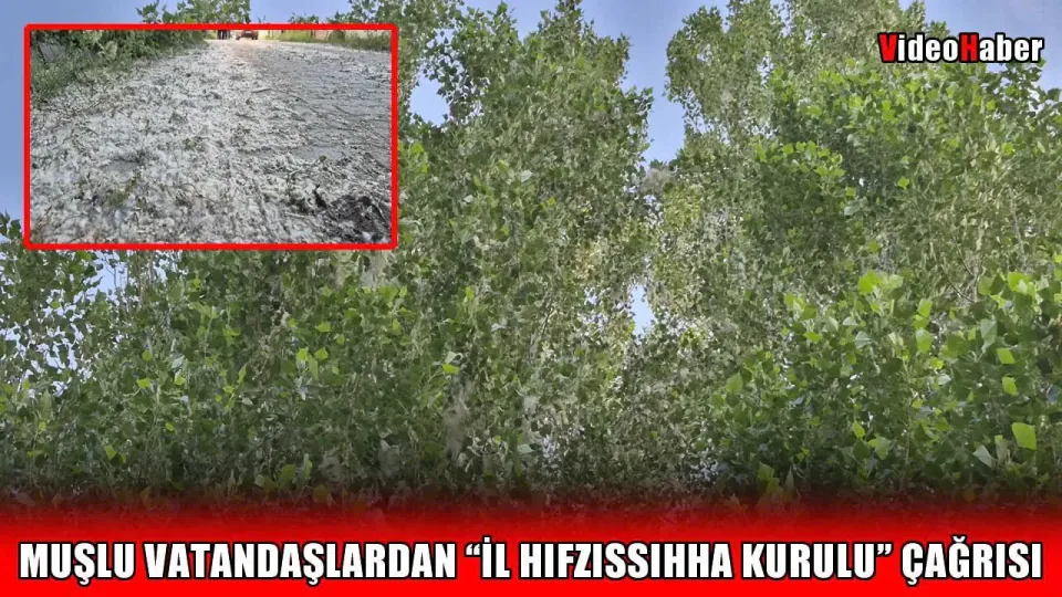 Muş'ta Kavak Polenleri Alarm Veriyor: Nefes Almak Zorlaştı görseli