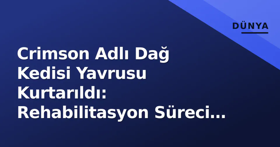 Crimson Adlı Dağ Kedisi Yavrusu Kurtarıldı: Rehabilitasyon Süreci ve Tür Koruma Boyutu görseli