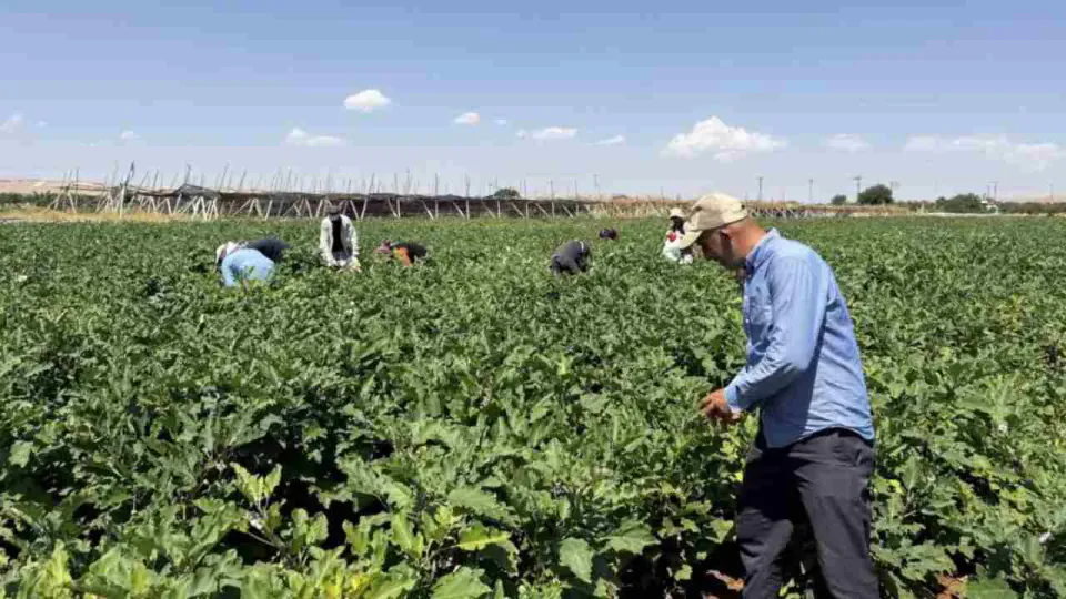 Gaziantep Oğuzeli'nde Dolmalık Patlıcan Hasadı Başladı: Yıllık Gelir Kapısı Açıldı görseli