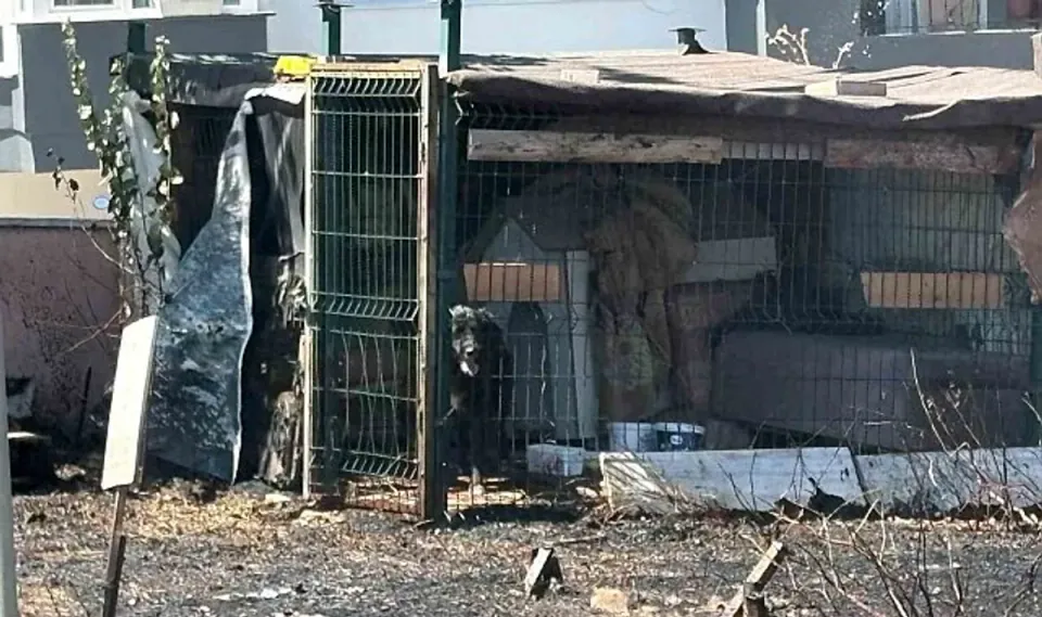 Çanakkale'de Yol Kenarındaki Yangında Köpek Mahsur Kaldı görseli