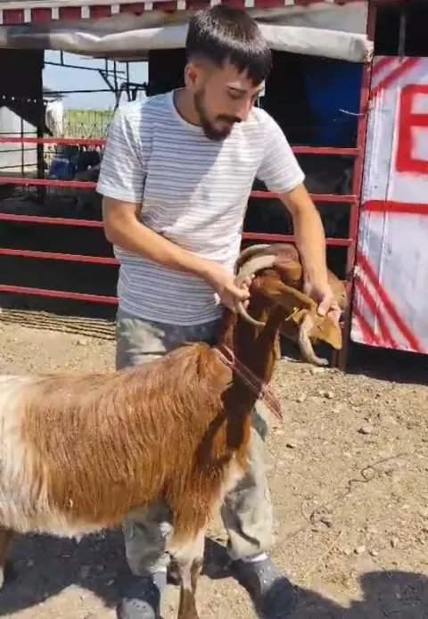 Osmaniye'de Nadir Görülen Olay: Keçinin Kulağından Boynuz Çıktı