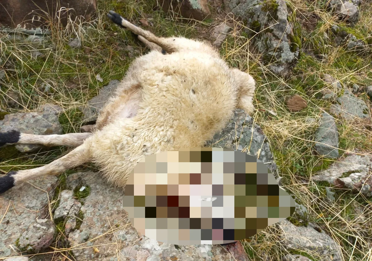 Çemişgezek'te kurt saldırısı: 14 koyun öldü, 11'i yaralandı, 7'si kayıp Çemişgezek'te kurt saldırısı: 14 koyun öldü, 11'i yaralandı, 7'si kayıp