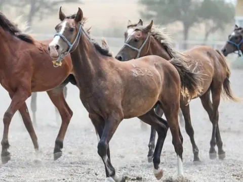 TİGEM'den Dev Satış: 60 Safkan Arap Koşu Tayı Açık Artırmayla Satılıyor