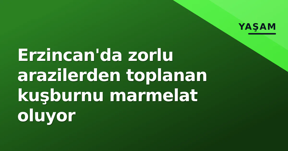 Erzincan'da zorlu arazilerden toplanan kuşburnu marmelat oluyor