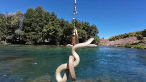 Munzur Nehri'nde şaşkınlık: Oltaya balık yerine su yılanı takıldı