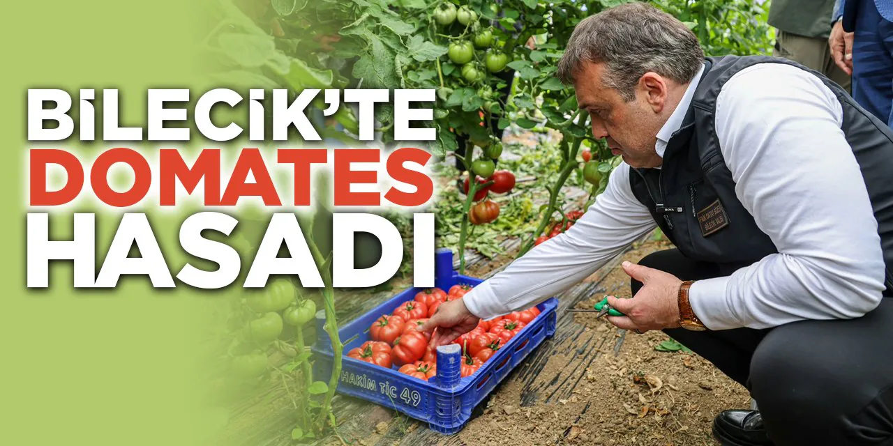 Bilecik Söğüt'te Örtü Altı Domates Hasadı Başladı Bilecik Söğüt'te Örtü Altı Domates Hasadı Başladı