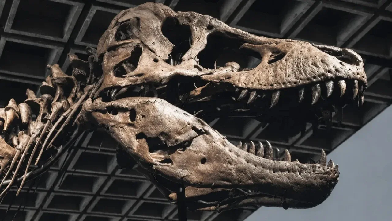 T-Rex 'Gus' New York'ta Rekor Kırdı: 50,1 Milyon Dolara Satıldı T-Rex 'Gus' New York'ta Rekor Kırdı: 50,1 Milyon Dolara Satıldı