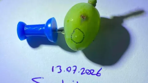 Sarıgöl'de üzüm üreticileri için kritik tarih: Salkım güvesine karşı ilaçlama uyarısı