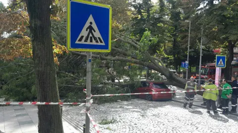 Nişantaşı'nda çınar devrildi, park halindeki otomobilin üzerine düştü: 40 günde ikinci olay