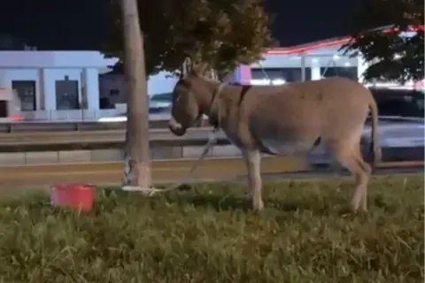 Bursa'da yol kenarına eşek bağlayıp gitti: Sahibi aranıyor