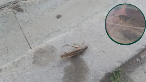 Kastamonu'da dev çekirge alarmı: Taşköprü Cumhuriyet Meydanı'na indi