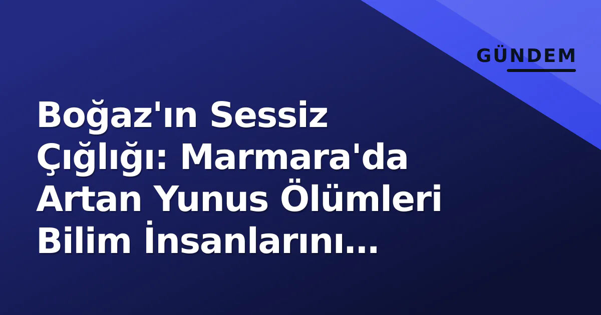 Boğaz'ın Sessiz Çığlığı: Marmara'da Artan Yunus Ölümleri Bilim İnsanlarını Endişelendiriyor Boğaz'ın Sessiz Çığlığı: Marmara'da Artan Yunus Ölümleri Bilim İnsanlarını Endişelendiriyor