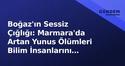 Boğaz'ın Sessiz Çığlığı: Marmara'da Artan Yunus Ölümleri Bilim İnsanlarını Endişelendiriyor