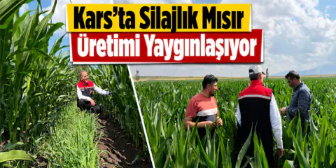 Kars'ta Hayvancılığa Büyük Destek: Silajlık Mısır Üretimi Artıyor