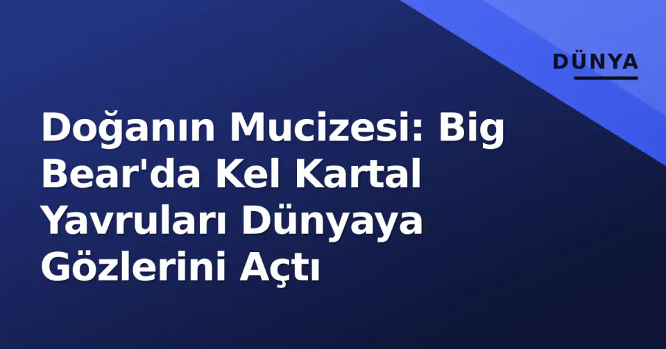 Doğanın Mucizesi: Big Bear'da Kel Kartal Yavruları Dünyaya Gözlerini Açtı görseli