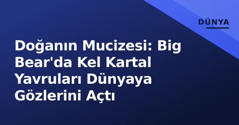 Doğanın Mucizesi: Big Bear'da Kel Kartal Yavruları Dünyaya Gözlerini Açtı