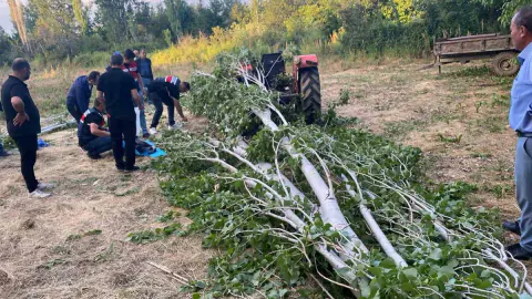 Isparta'da Talihsiz Kaza: Kestiği Ağacın Altında Kalan Çiftçi Yaşamını Yitirdi