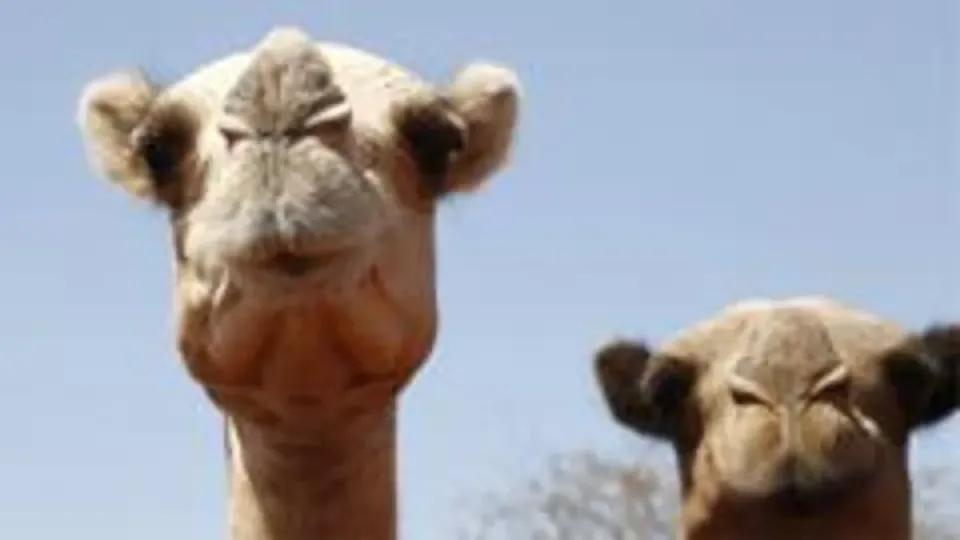Afrika'da Aşırı Sıcaklar Develeri Bile Zorluyor: Uzmanlardan Kritik Uyarı görseli