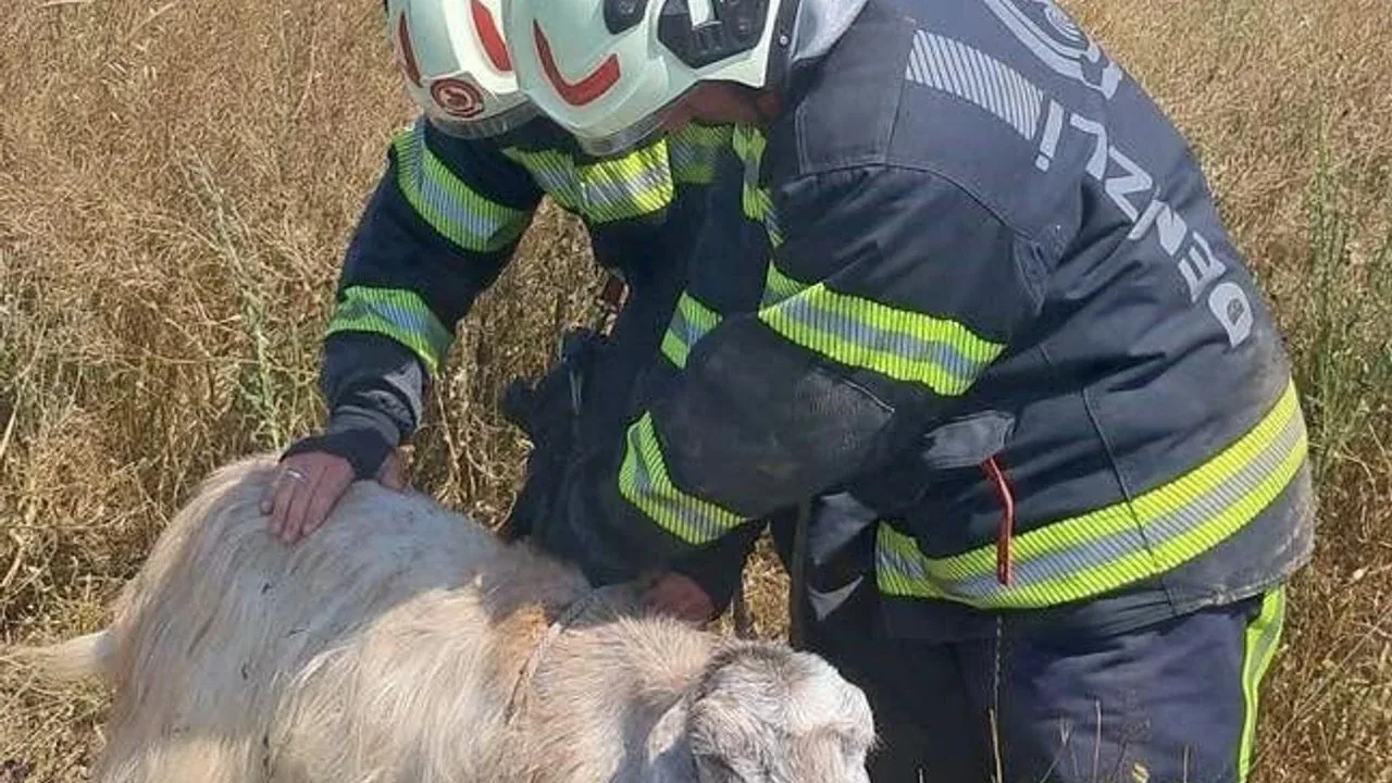 Denizli Tavas'ta Kuyuya Düşen Keçiler İtfaiye Ekiplerince Kurtarıldı Denizli Tavas'ta Kuyuya Düşen Keçiler İtfaiye Ekiplerince Kurtarıldı