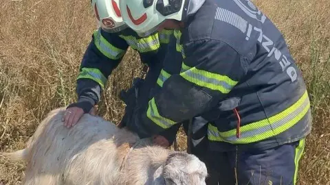 Denizli Tavas'ta Kuyuya Düşen Keçiler İtfaiye Ekiplerince Kurtarıldı