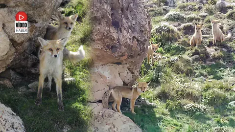 Erzincan Çilhoroz Köyü'nde Nadir Anlar: Tilki Ailesi Drone ile Tanıştı