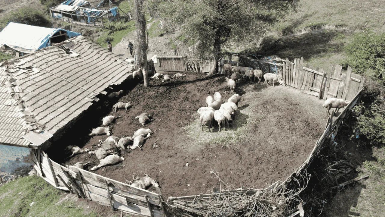 Kastamonu'da kurt saldırısı: 18 koyun öldü, 11'i ağır yaralı Kastamonu'da kurt saldırısı: 18 koyun öldü, 11'i ağır yaralı