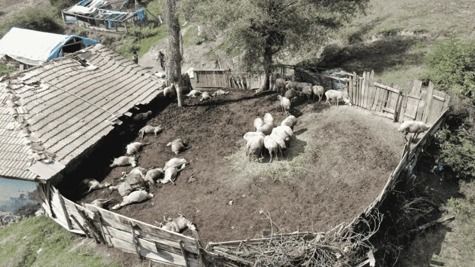 Kastamonu'da kurt saldırısı: 18 koyun öldü, 11'i ağır yaralı görseli