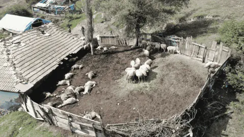 Kastamonu'da kurt saldırısı: 18 koyun öldü, 11'i ağır yaralı