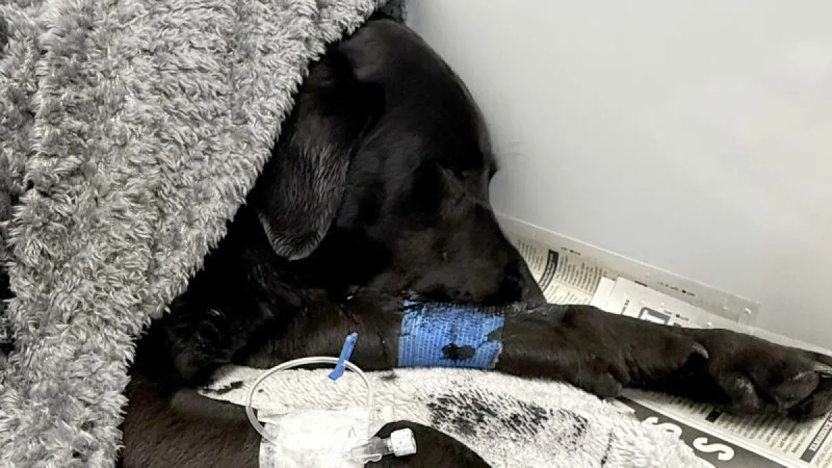 Ben Nevis Dağı'nda Dram: Kenevir Yiyen Köpek Tokyo'nun Kurtuluş Hikayesi Ben Nevis Dağı'nda Dram: Kenevir Yiyen Köpek Tokyo'nun Kurtuluş Hikayesi