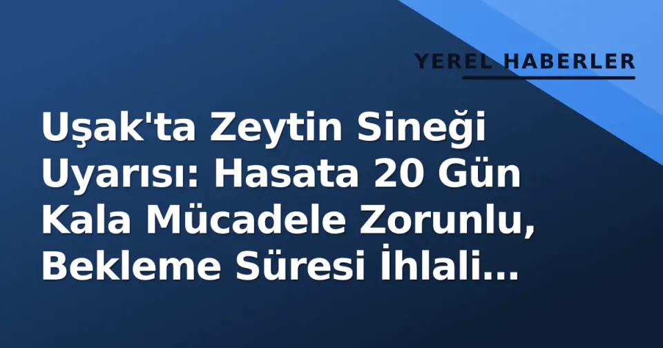 Uşak'ta Zeytin Sineği Uyarısı: Hasata 20 Gün Kala Mücadele Zorunlu, Bekleme Süresi İhlali Riski görseli