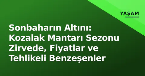 Sonbaharın Altını: Kozalak Mantarı Sezonu Zirvede, Fiyatlar ve Tehlikeli Benzeşenler