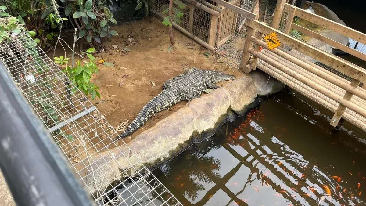 İngiltere'de Zoo Korkusu: Timsah Havuzuna Düşen 3 Yaşındaki Çocuğun Durumu Kritik İngiltere'de Zoo Korkusu: Timsah Havuzuna Düşen 3 Yaşındaki Çocuğun Durumu Kritik