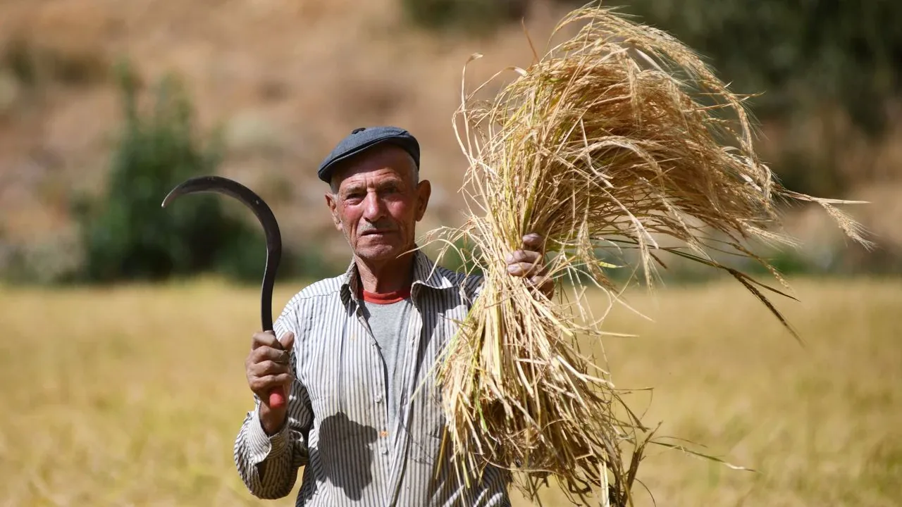 Bitlis'te Ata Tohumlu Çeltik Hasadı Başladı: İmece Geleneği Yaşandı Bitlis'te Ata Tohumlu Çeltik Hasadı Başladı: İmece Geleneği Yaşandı